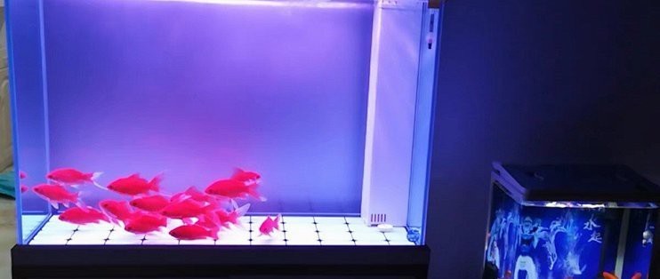 水族濾材十大排名