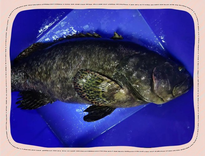 如何判斷龍躉魚是否新鮮？