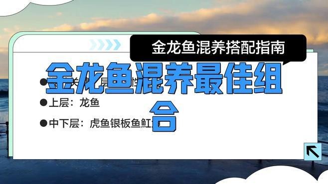 推薦一些適合與金龍魚混養的魚類