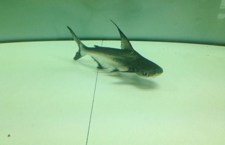 虎頭鯊魚圖片大全大圖