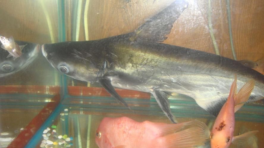 虎頭鯊魚圖片大全大圖