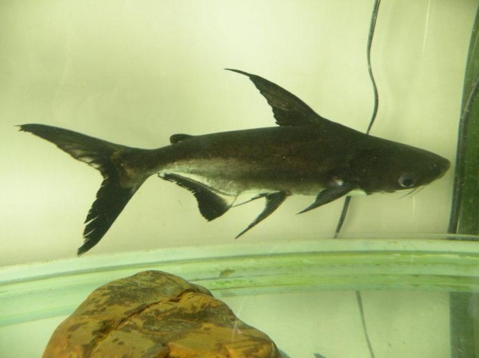 虎頭鯊魚圖片大全大圖