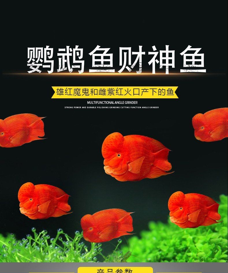 紅財神魚多少錢