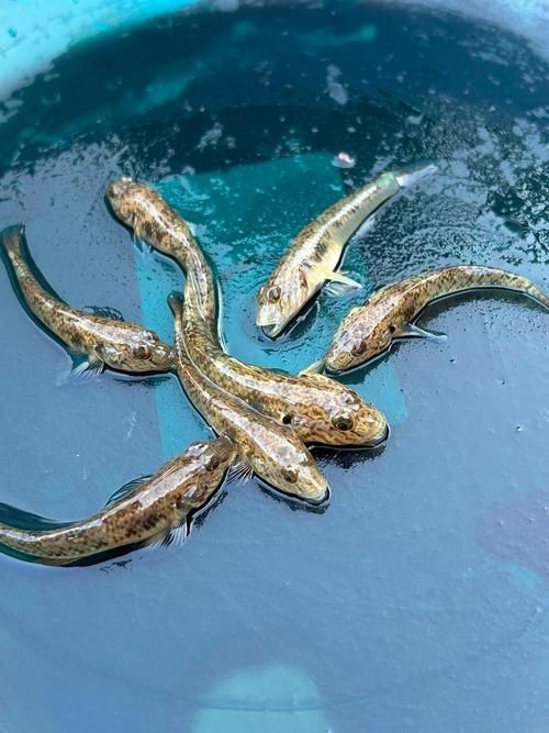 龍魚咬傷后如何護理傷口，龍魚咬傷后應該如何處理？ 龍魚咬傷后如何護理傷口，龍魚咬傷后應該如何處理？ 龍魚百科 第1張