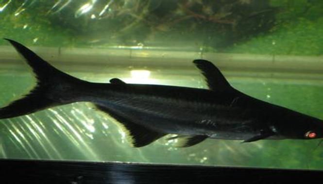 虎頭鯊魚圖片大全大圖
