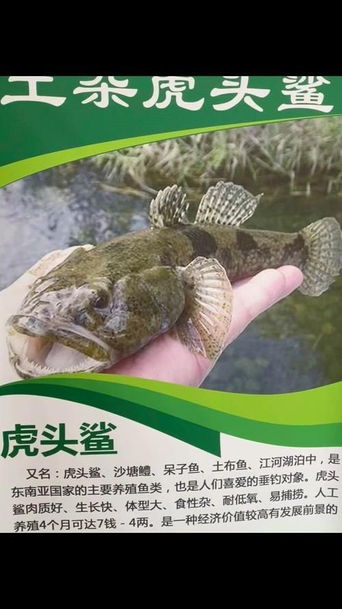 虎頭鯊魚圖片大全大圖
