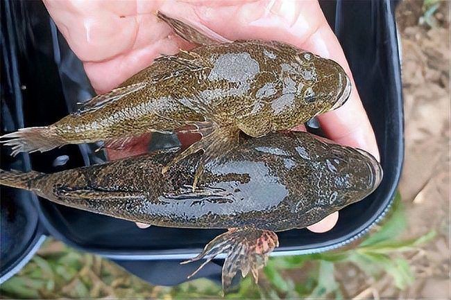 虎頭鯊魚圖片大全大圖