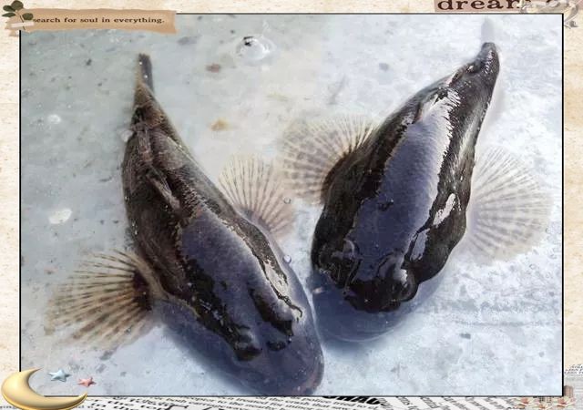 虎頭鯊魚圖片大全大圖