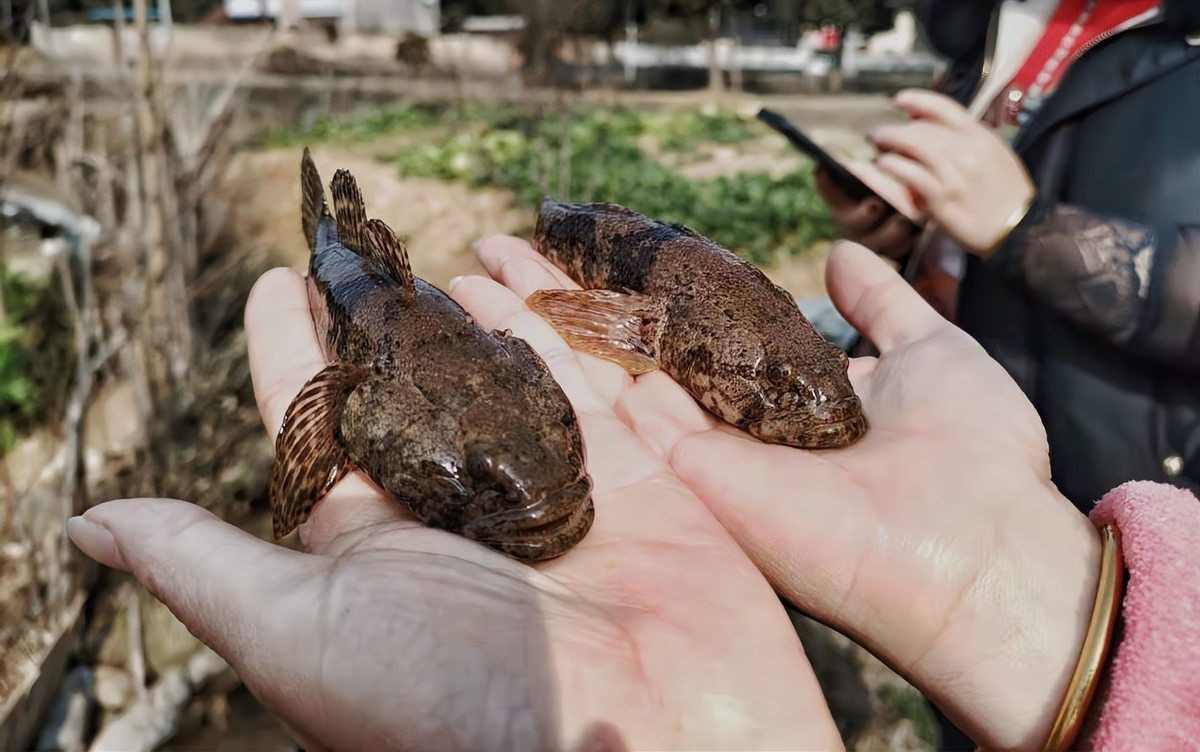 虎頭鯊魚圖片大全大圖