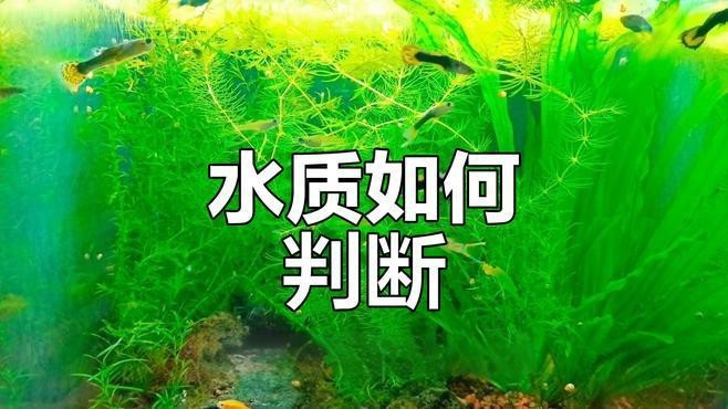 如何判斷魚缸水質是否清潔？