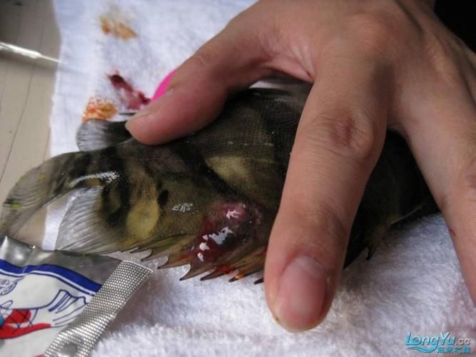 虎魚生病了癥狀圖片