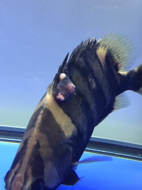虎魚生病了癥狀圖片