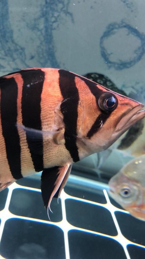 虎魚生病了癥狀圖片