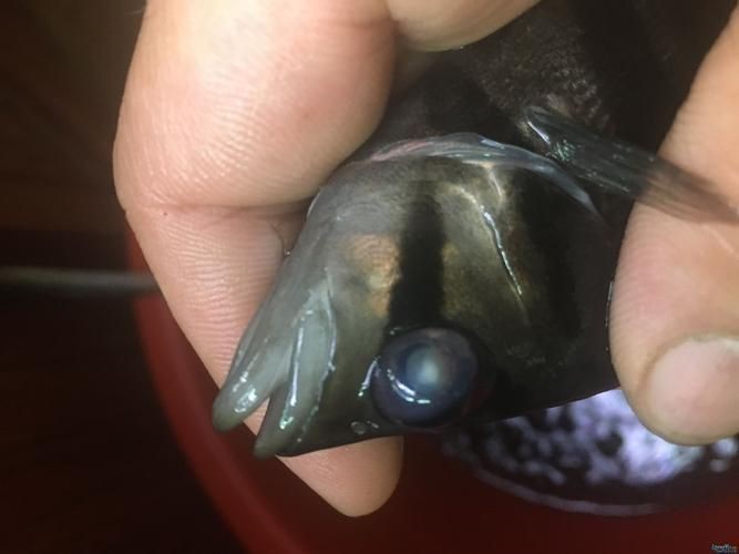 虎魚生病了癥狀圖片