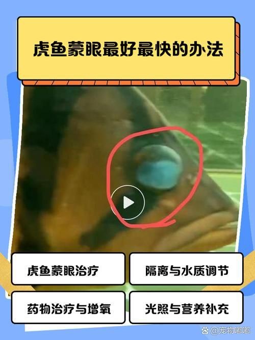 虎魚生病了癥狀圖片