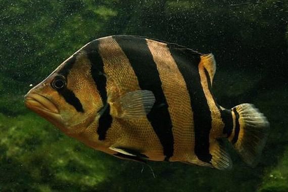 虎魚生病了癥狀圖片