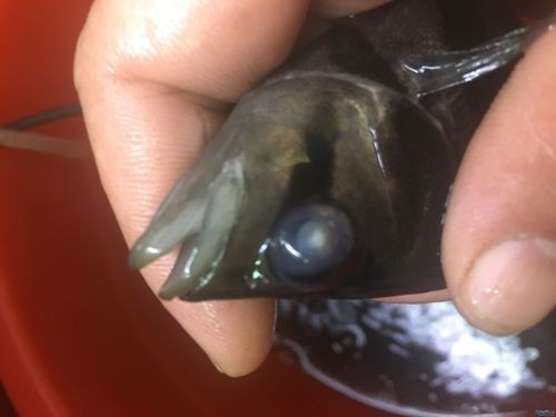 虎魚生病了癥狀圖片