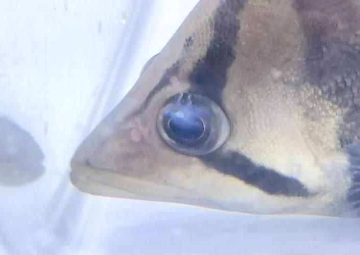 虎魚生病了癥狀圖片