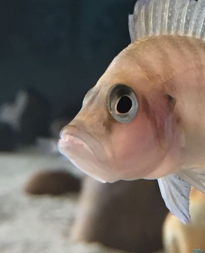 虎魚生病了癥狀圖片