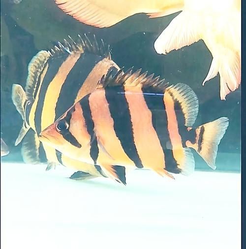 虎魚生病了癥狀圖片