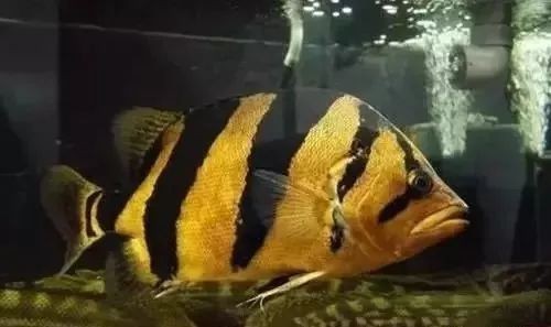 虎魚生病了癥狀圖片