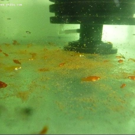 紅箭公魚(yú)不追母魚(yú)怎么辦