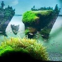 紅箭公魚(yú)不追母魚(yú)怎么辦