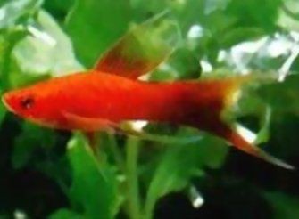 紅箭公魚(yú)不追母魚(yú)怎么辦
