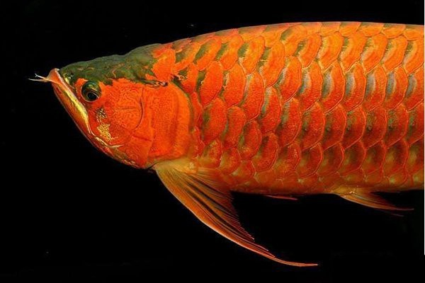 龍魚開燈就趴缸怎么辦