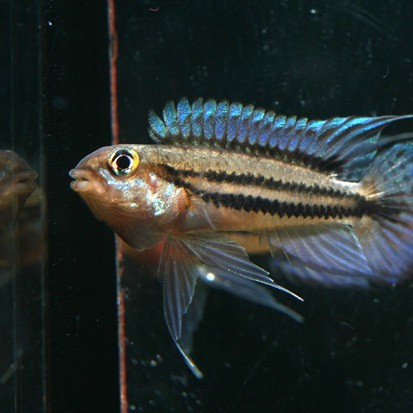 雙線魚多少錢一條