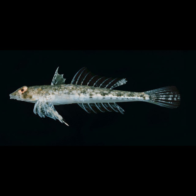 雙線魚多少錢一條