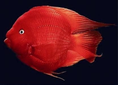 紅元寶紅鸚鵡魚圖片大全
