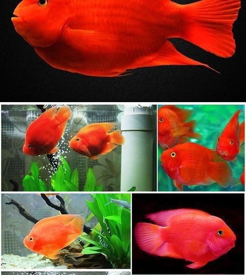 紅元寶紅鸚鵡魚圖片大全