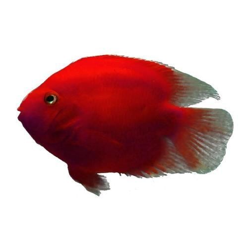 紅元寶紅鸚鵡魚圖片大全