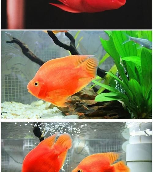 紅元寶紅鸚鵡魚圖片大全