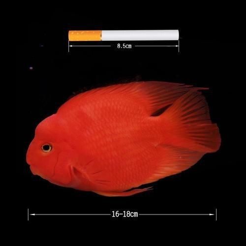 紅元寶紅鸚鵡魚圖片大全