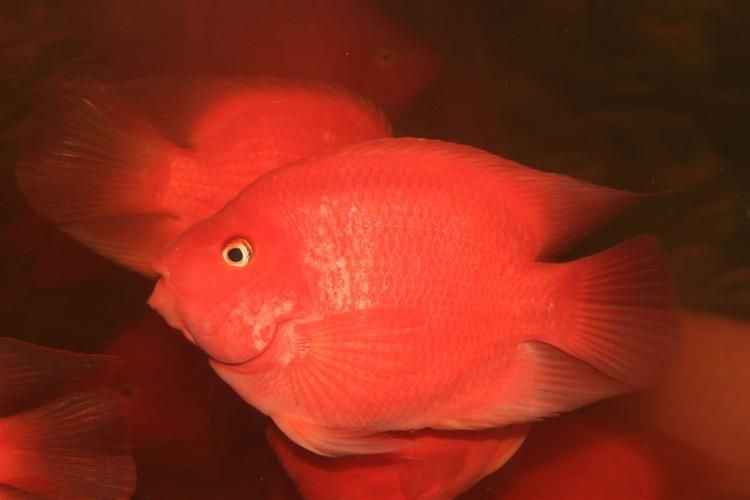紅元寶紅鸚鵡魚圖片大全