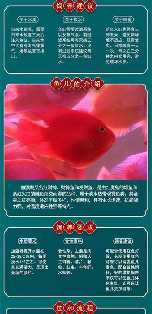 紅元寶紅鸚鵡魚圖片大全