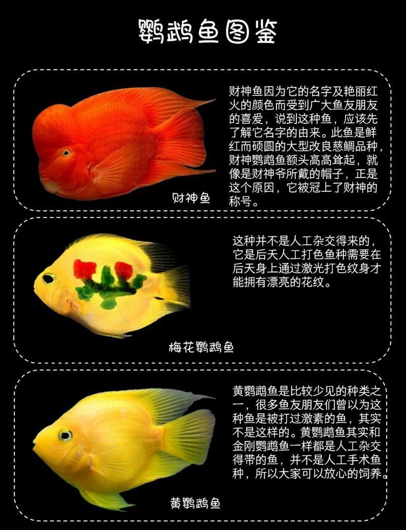 紅元寶紅鸚鵡魚圖片大全