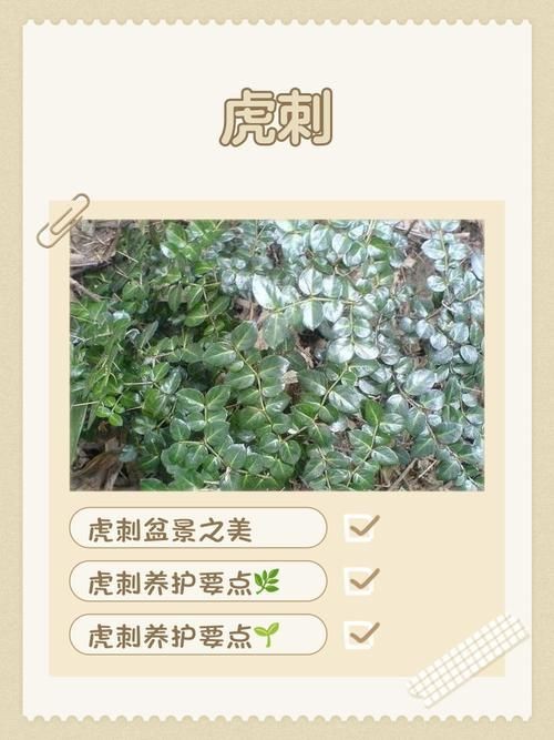 虎刺魚品種圖片