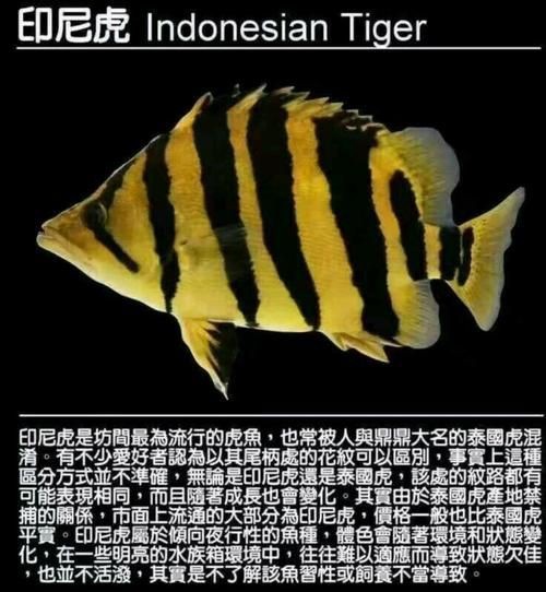 虎刺魚品種圖片