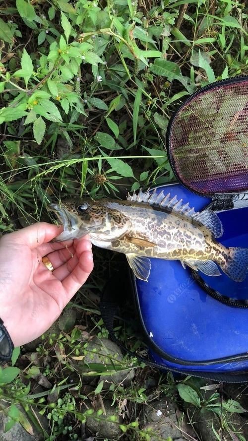 虎刺魚品種圖片