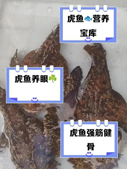 虎刺魚品種圖片