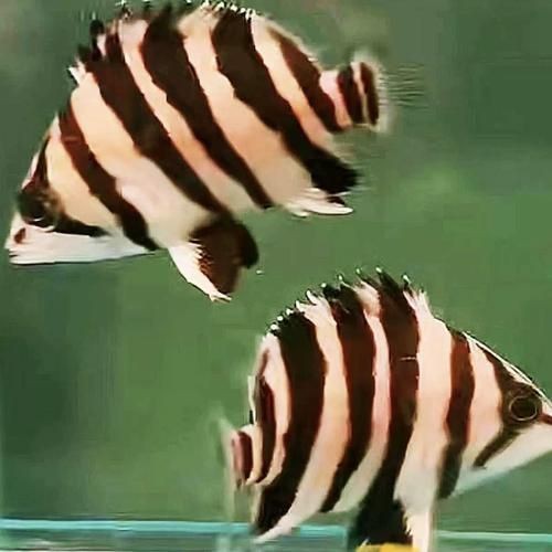 虎刺魚品種圖片