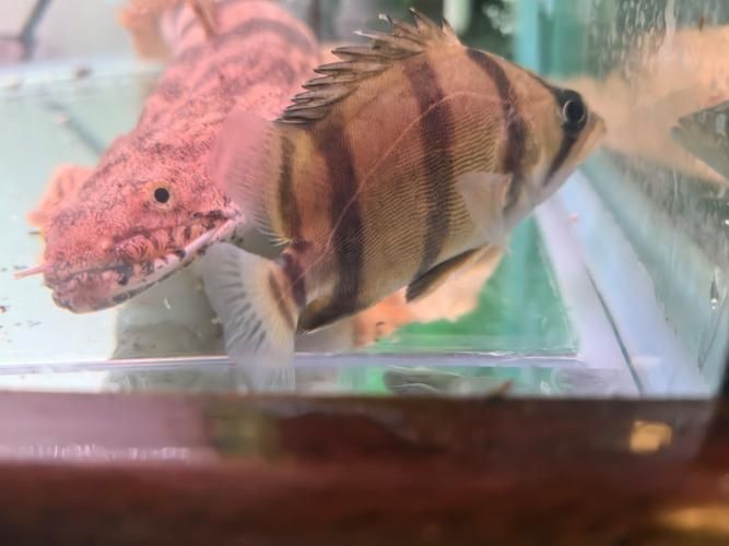虎刺魚品種圖片