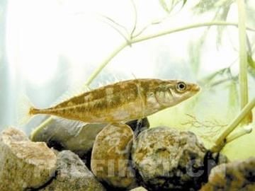 虎刺魚品種圖片