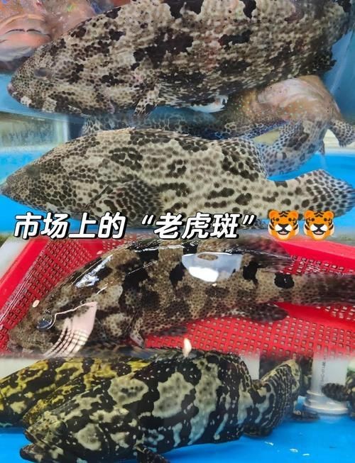 虎刺魚品種圖片