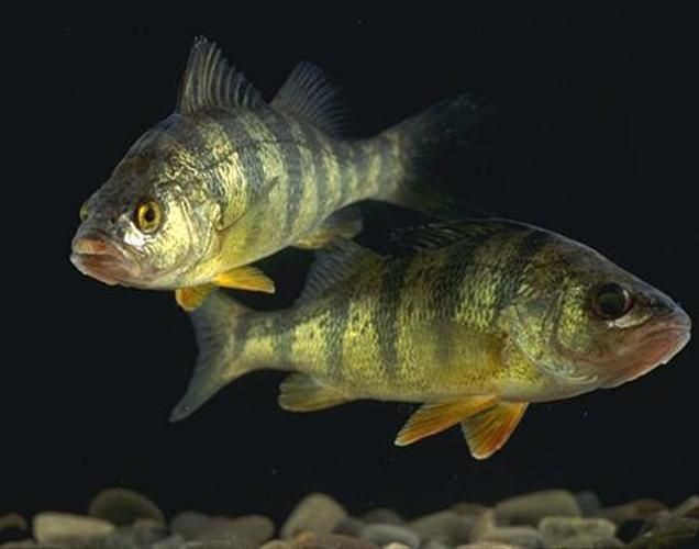 虎刺魚品種圖片