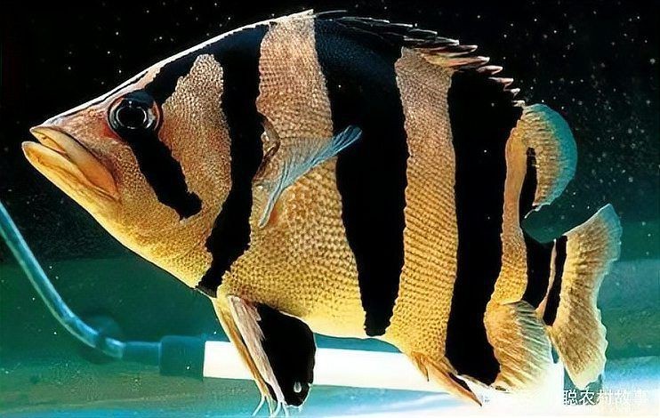 虎刺魚品種圖片