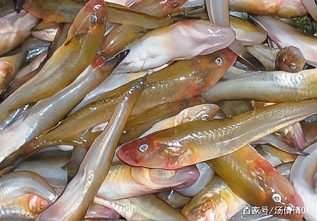 虎刺魚品種圖片